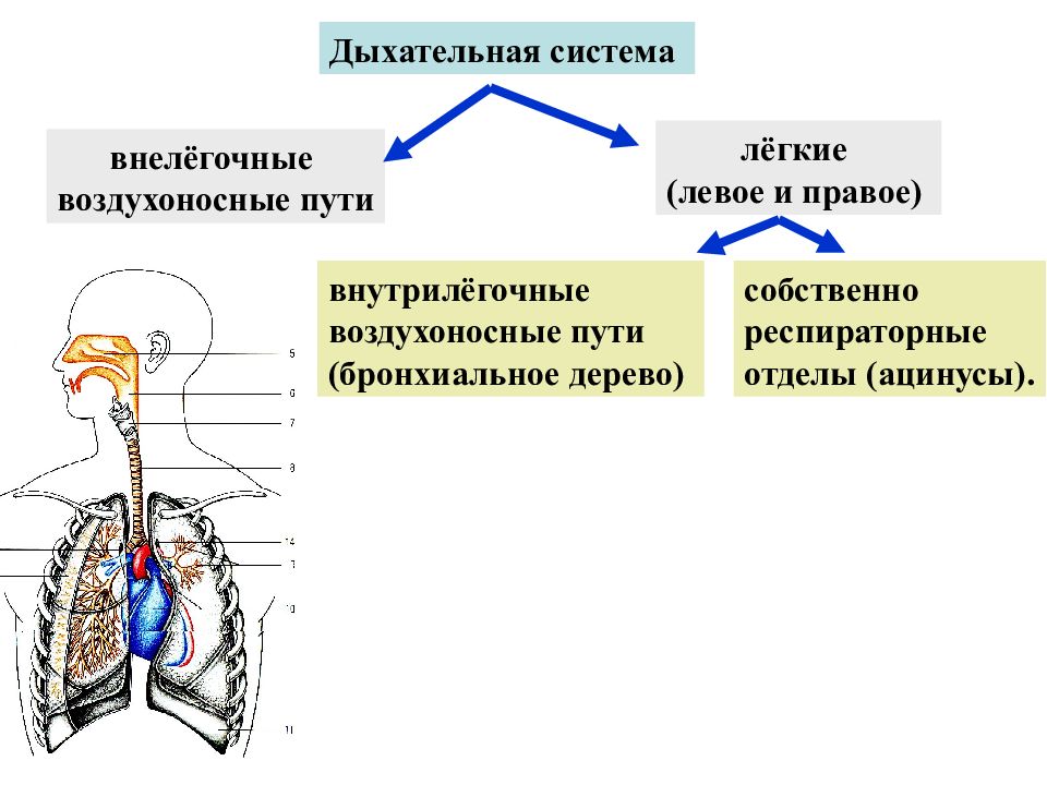 Определите на каком рисунке показаны открытые и закрытые дыхательные пути