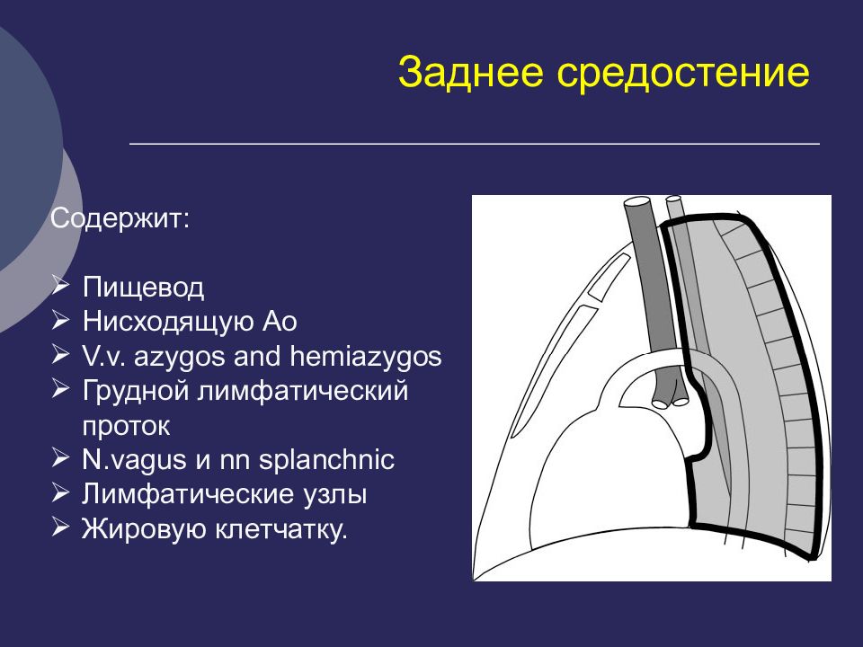 Средостение. Топография заднего средостения. Топография органов заднего средостения. Средостение анатомия переднее и заднее. Синтопия органов заднего средостения.