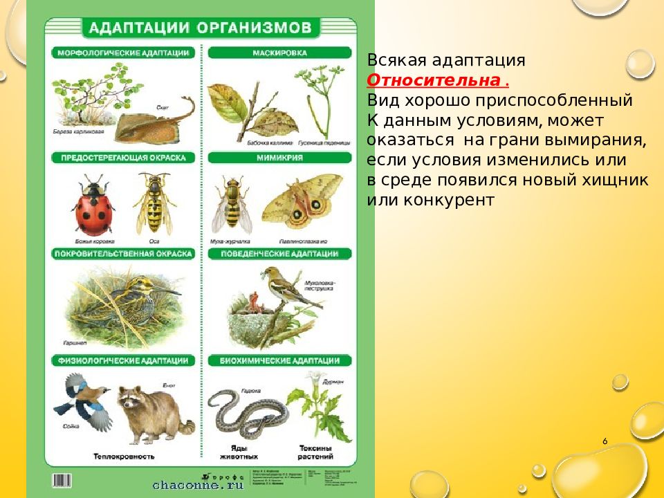 Адаптация рисунок биология