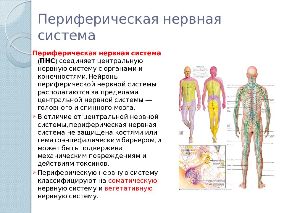 Центр периферическая нервной системы. Периферическая нервная система. Рерифериеская нерваня с. Центральный и периферический отделы нервной системы. Функции периферической нервной системы человека.