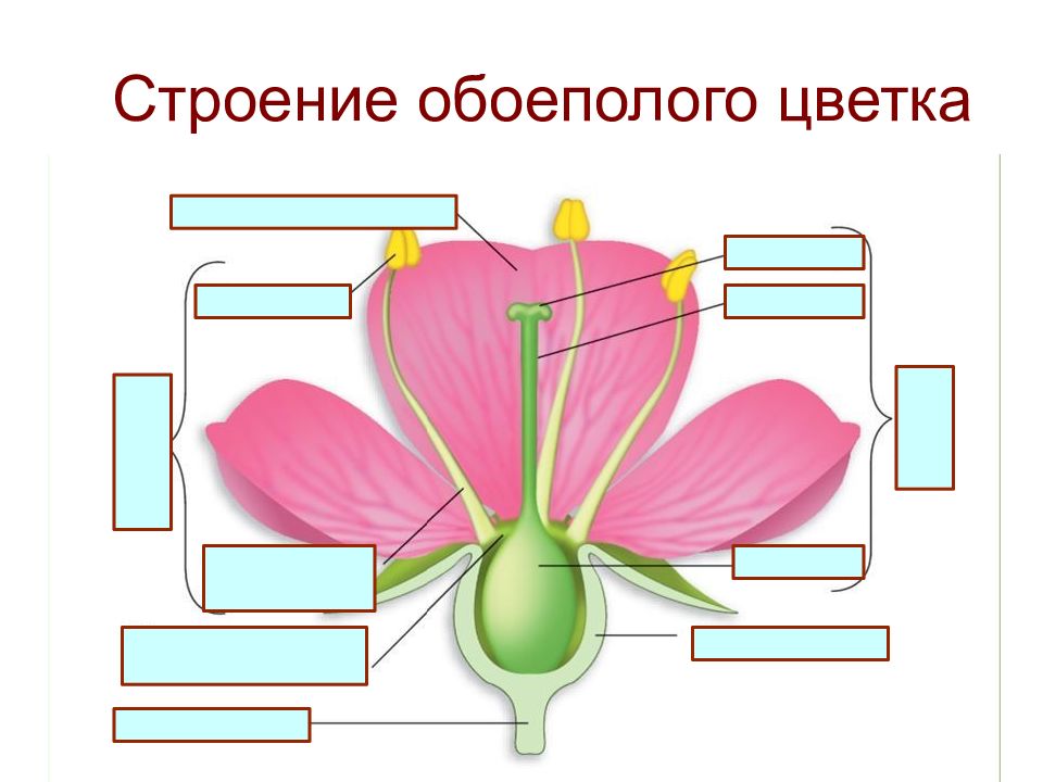 Отметь соответствующее изображение женский цветок