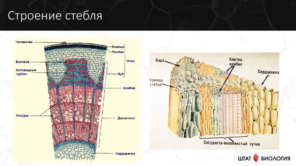 Строение стебля тест 6 класс. Строение стебля 7 класс. Строение кожицы стебля. Клеточное строение стебля. Строение стебля фото.