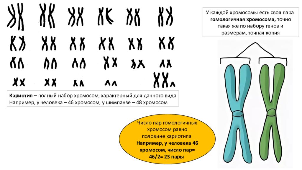 В гаплоидных клетках человека 23. Хромосомный набор диплоидных и гаплоидных. Гаплоидный набор хромосом и диплоидный набор. Гаплоидный и диплоидный набор хромосом. Диплоидный набор хромосом и гаплоидный набор хромосом.