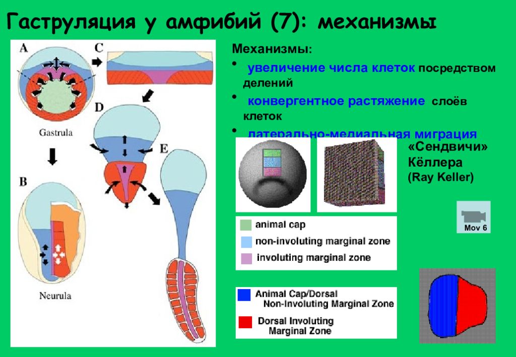 Увеличения числа клеток. Гаструляция амфибий. Механизмы гаструляции у амфибий. Тип гаструляции у амфибий. Механизмы гаструляции у земноводных.