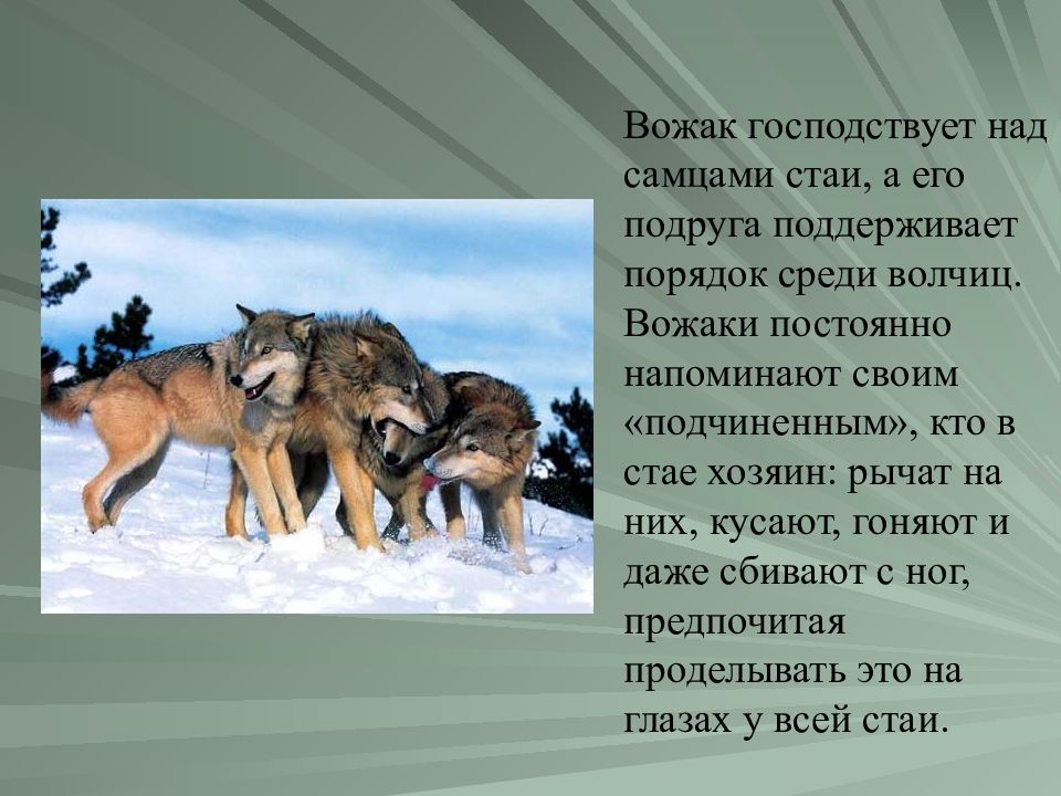 Волк 1 9 5 7 5. Проект про Волков. Презентация на тему волк. Сообщение о волке. Доклад про волка.