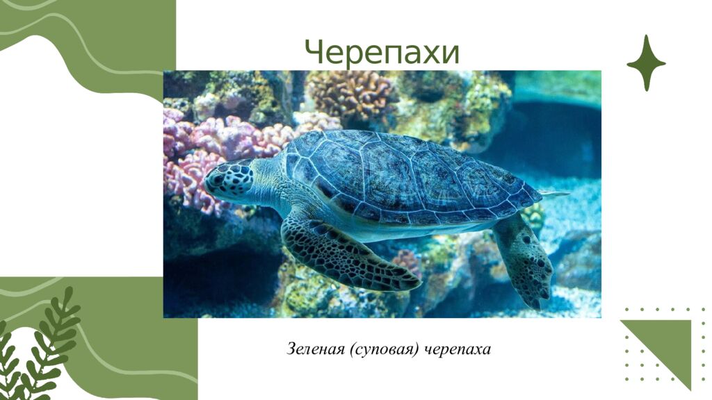 Общая характеристика пресмыкающихся