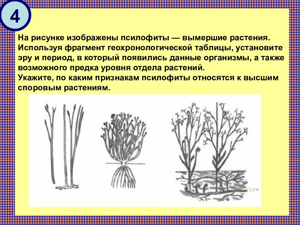 На рисунке изображена реконструкция первых примитивных растений освоивших сушу псилофитов 390