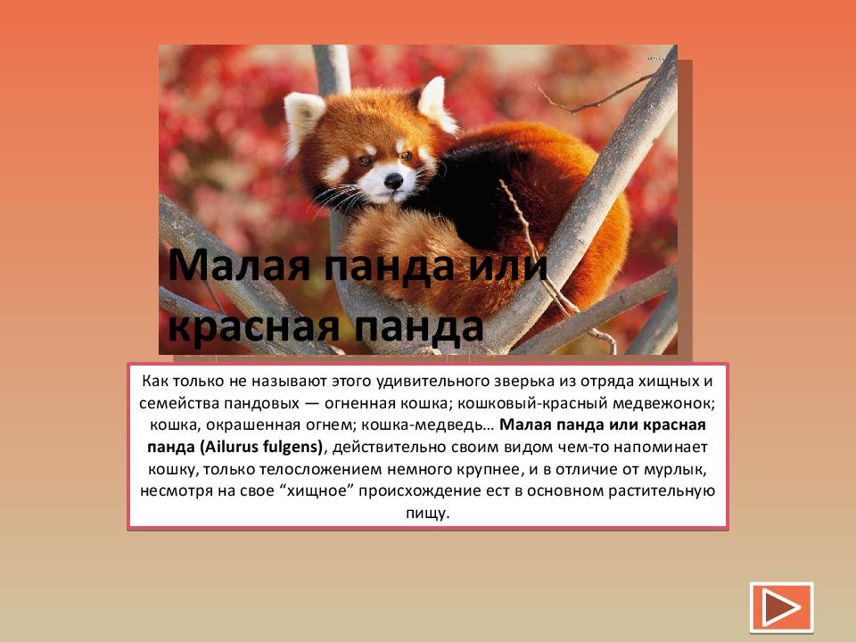 Проект о красной панде из красной книги