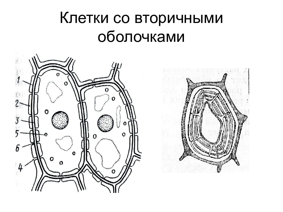 Схема строения клеточной стенки