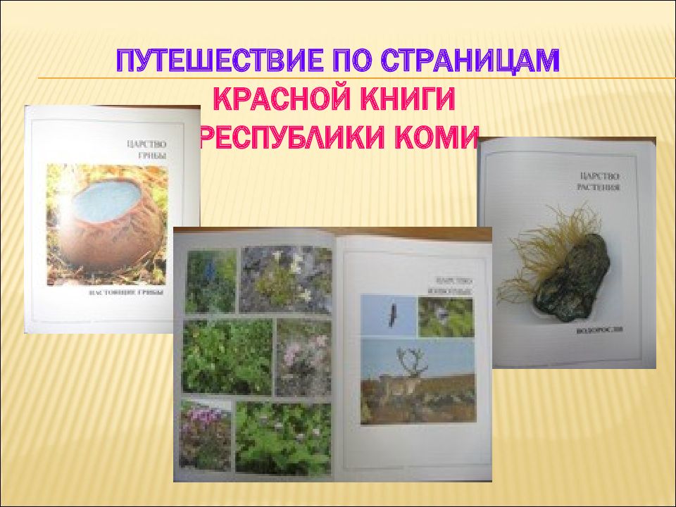 Красная книга республики коми презентация коми