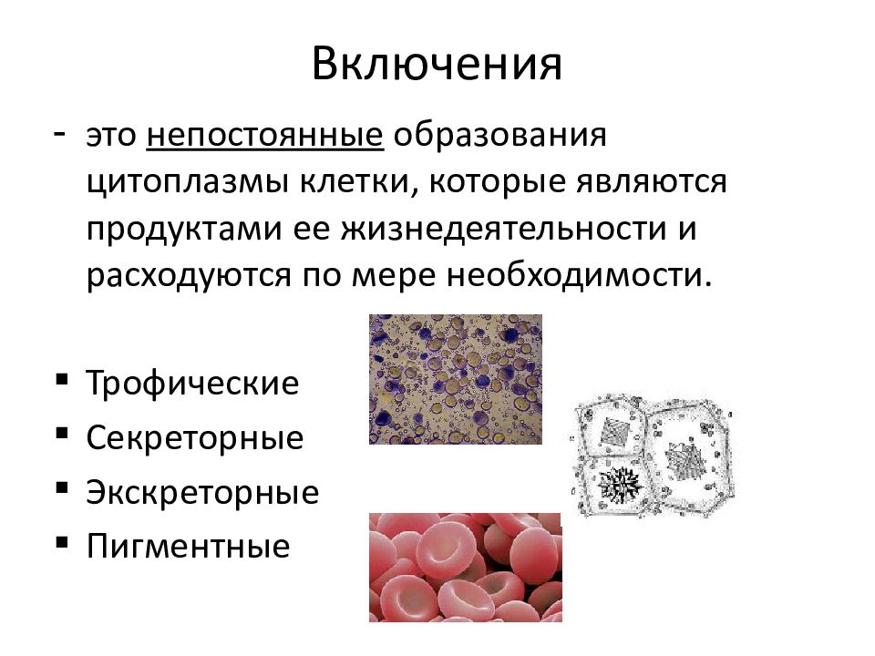 Включения клетки