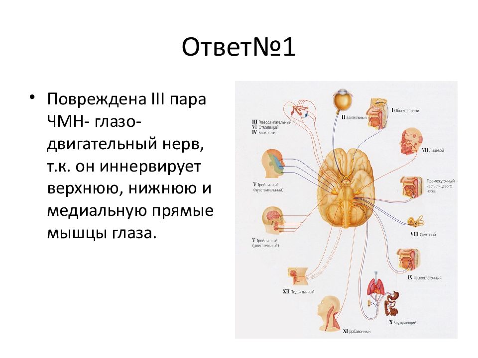 Периферическая нервная система черепно-мозговые нервы. Черепно мозговые нервы иннервирующие мышцы глаза. III пара ЧМН. 9 10 12 Пара черепно мозговых нервов.