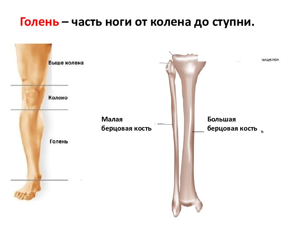 Строение ноги ниже колена в картинках