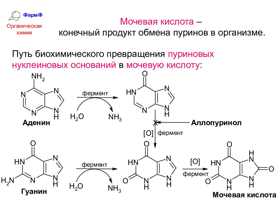 Мочевая кислота в каких. Нуклеиновые кислоты химия формула. Формула образования мочевой кислоты. Образование мочевой кислоты биохимия реакции. Мочевая кислота конечный продукт распада пуриновых оснований.