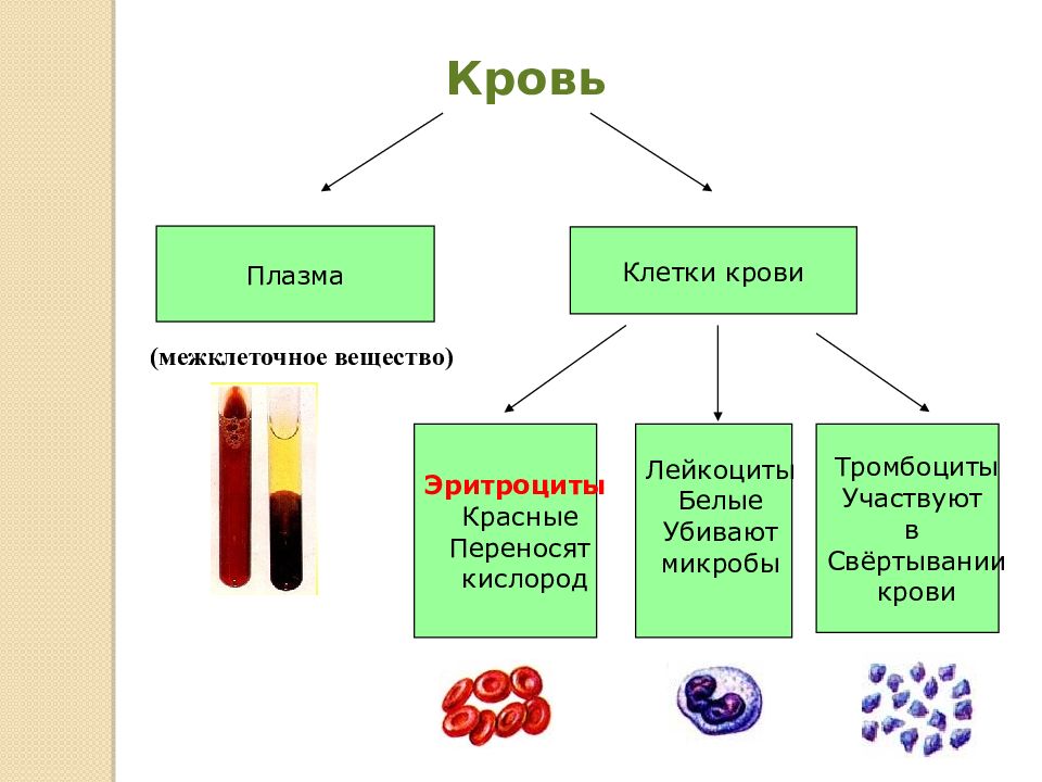 Части вещества. Схема состава крови, функции крови. Схема клеток крови функции. Передвижение веществ у позвоночных животных. Кровь состав крови схема.