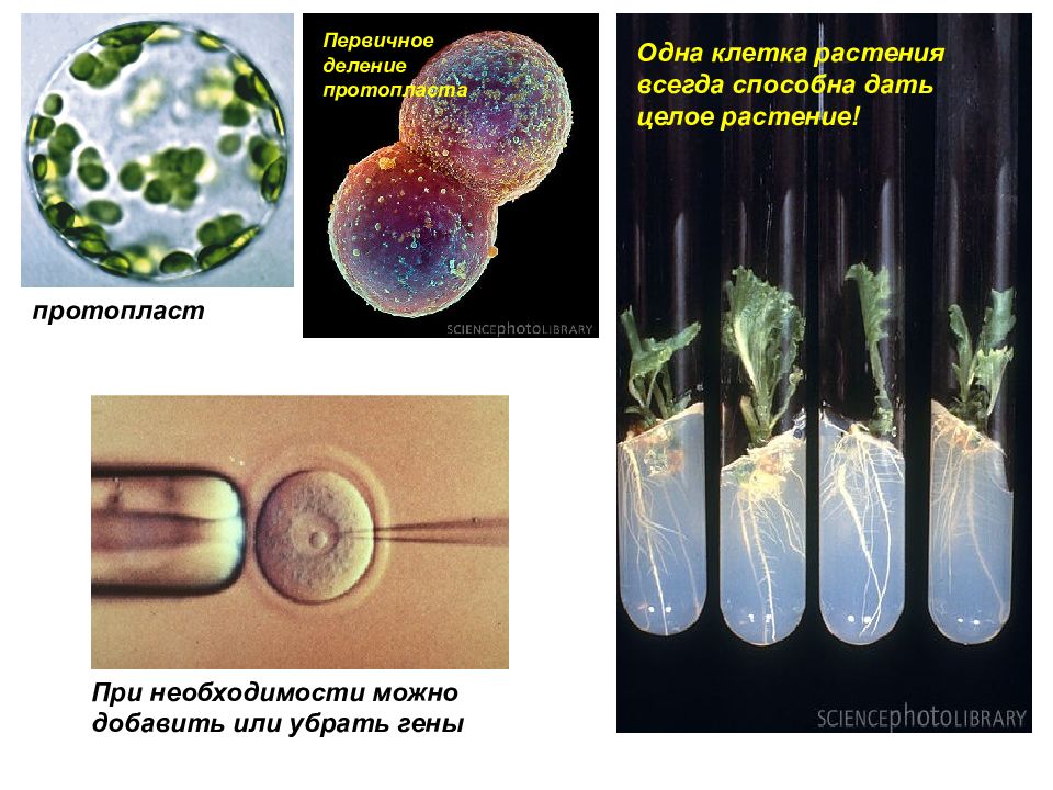 Деление и рост клеток растения. Протопласты растений. Протопласт растительной клетки. Деление клеток растений. Получение протопластов растительных клеток.