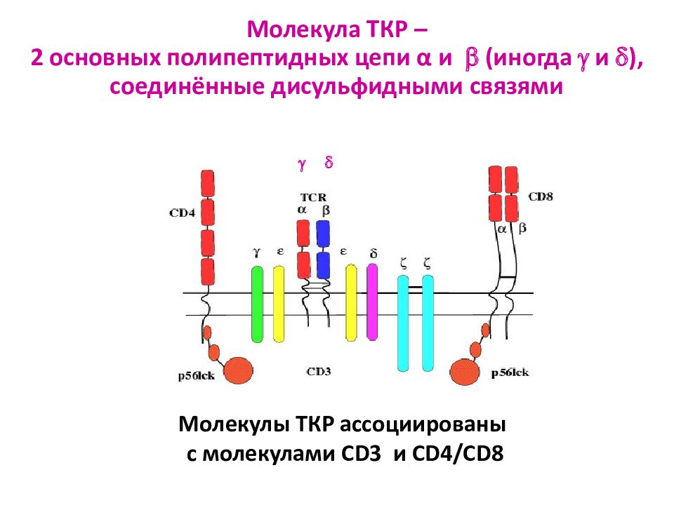 Несколько полипептидных цепей. TCR Рецептор т лимфоцитов. Формирование полипептидной цепи. Процессинг полипептидных цепей.