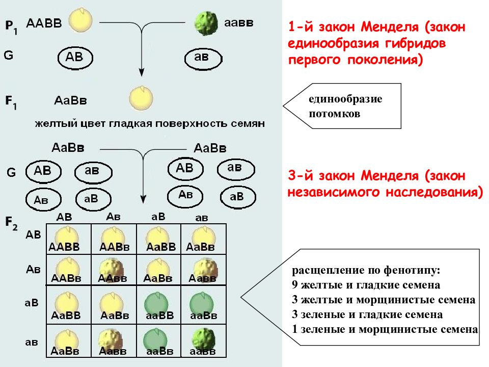 Из этого семечка и родилось дерево васина елочка схема предложения