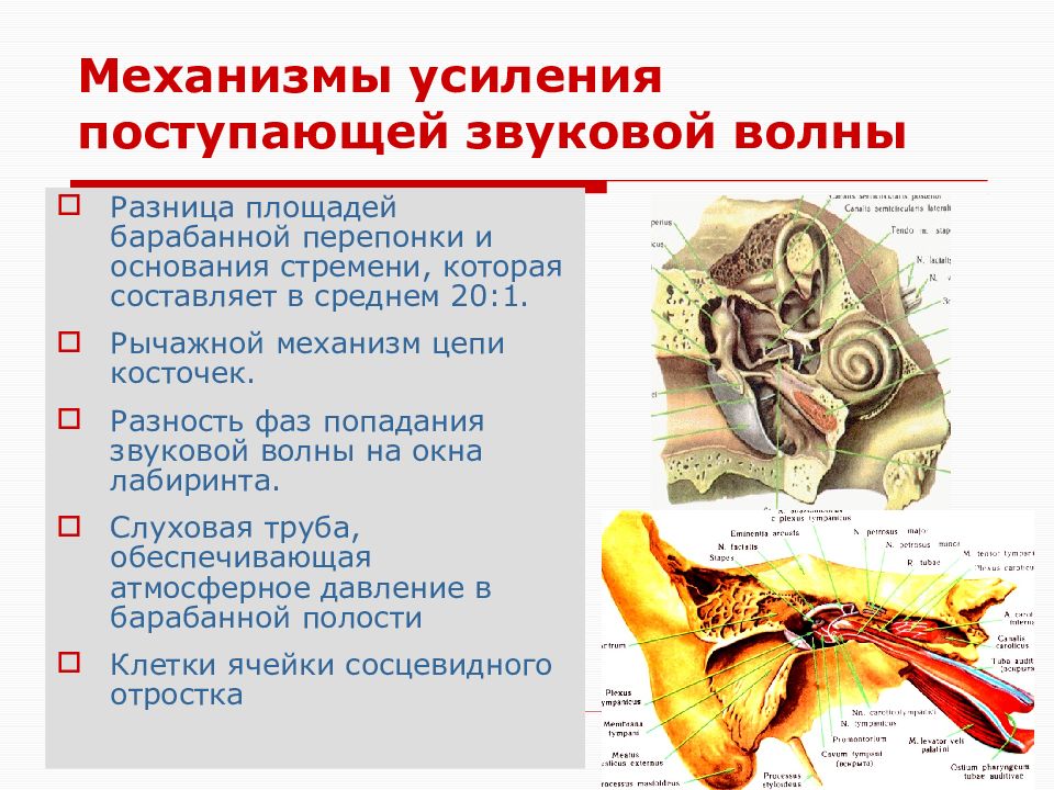 Усиливающий механизм. Механизм уравновешивания давления воздуха на барабанную перепонку. Механизмы усиления звуковой волны. Барабанная перепонка усиливает звук. Давление на барабанную перепонку.