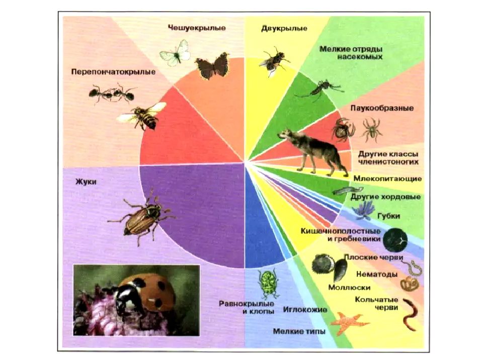 Сколько видов живых организмов существует на земле. Число видов насекомых. Соотношение численности видов животных. Численность насекомых. Количество живых организмов.