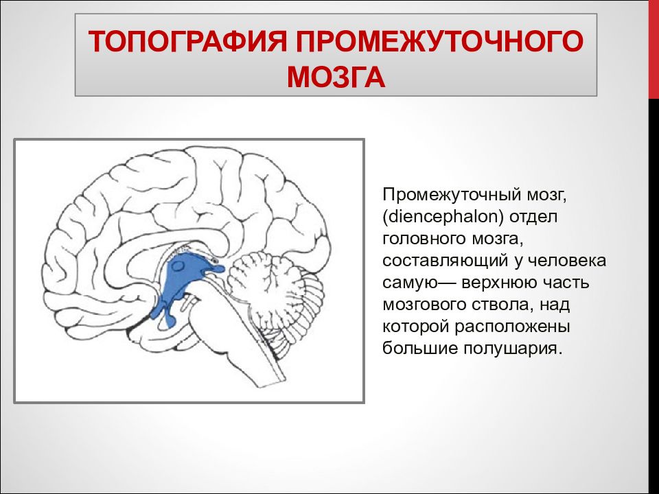 Промежуточный мозг презентация