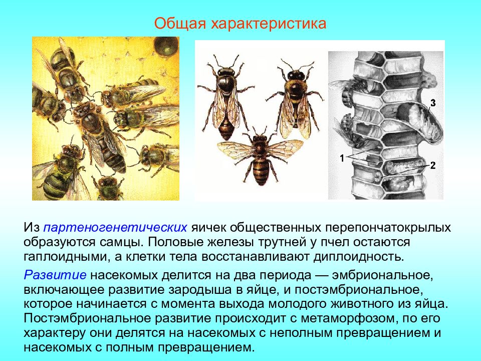 Определите тип развития насекомых 1 комнатная муха