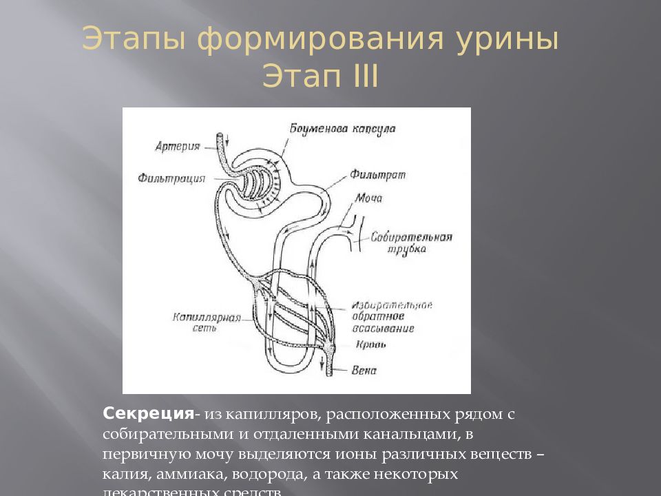 Процесс мочеобразования презентация