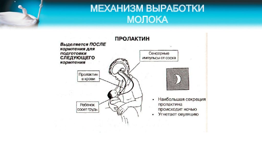 Выработки молока. Выработка грудного молока механизм. Схема выработки грудного молока. Грудное молоко механизм выработки. Механизм выработки молока у женщин.