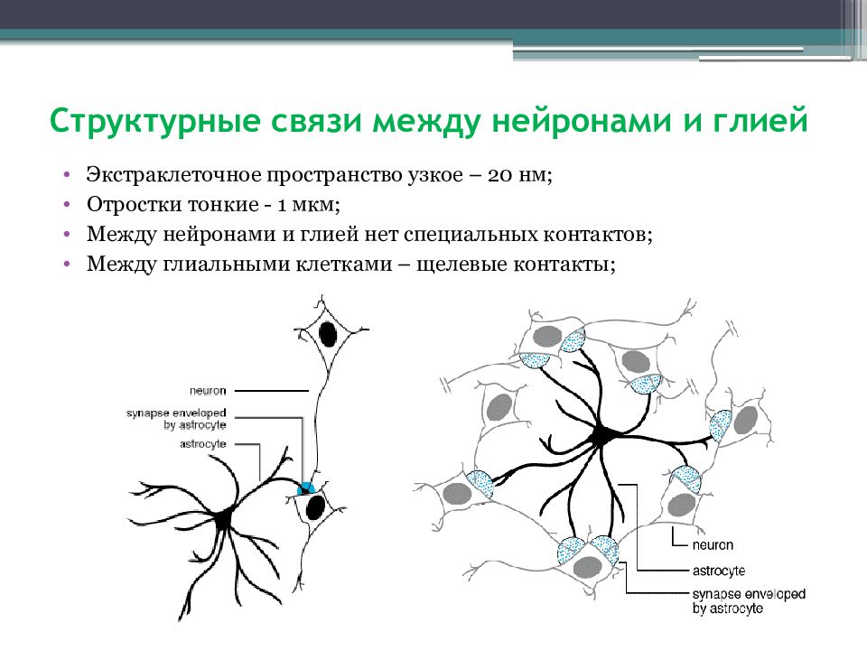 Осуществляет связь между нейронами какой нейрон. Схема взаимодействия нейронов. Схема соединения нейронов. Синаптические контакты между нейронами схема. Взаимосвязь нейрона с глиальными клетками.