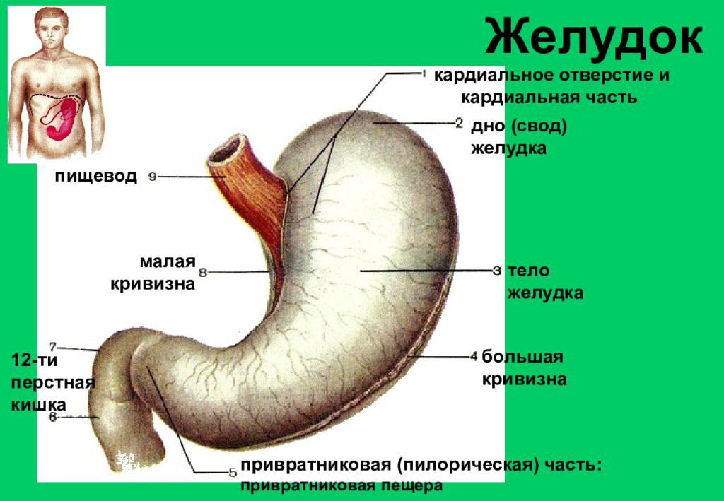 Внутренняя кривизна