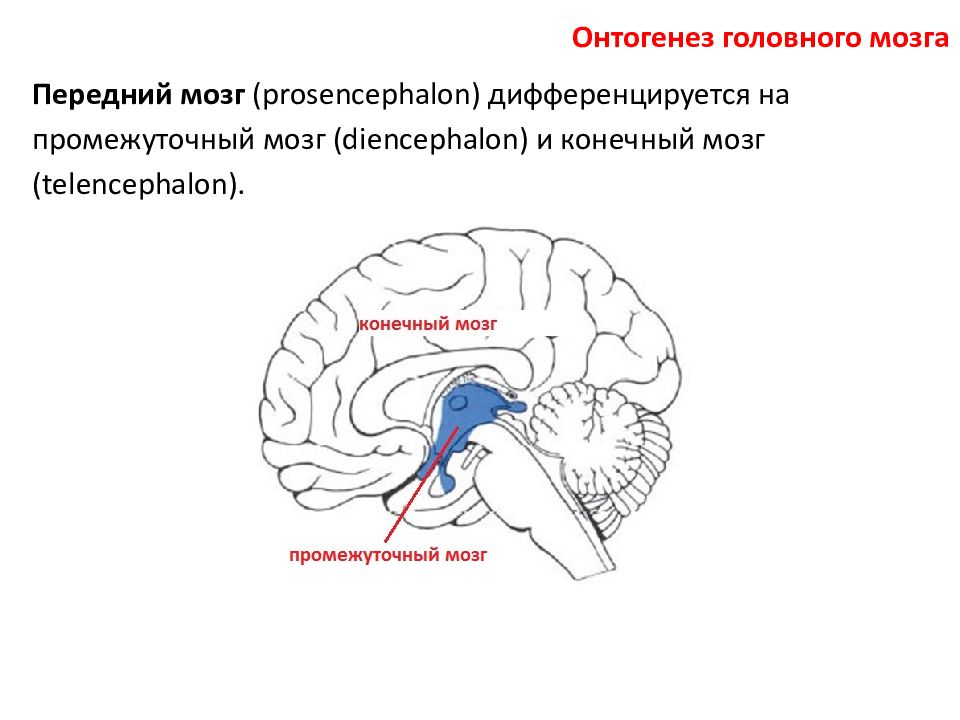 Нарушения переднего мозга. Промежуточный мозг дифференцируется на. Промежуточный мозг атлас. Онтогенез головного мозга. Строение головного мозга в онтогенезе.