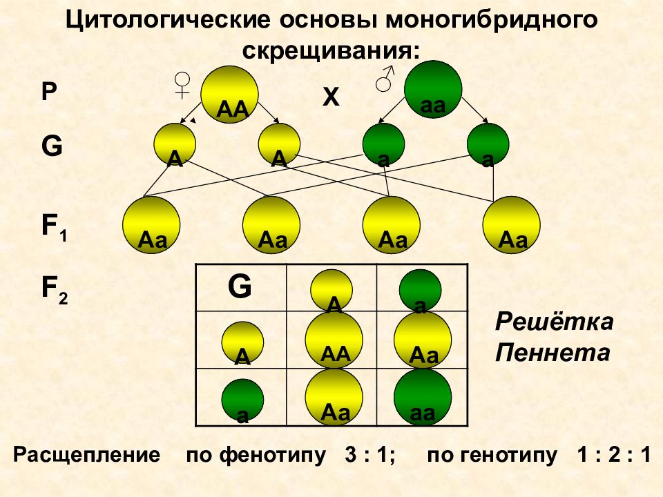 Описание моногибридного скрещивания. Составьте схему моногибридного скрещивания. Задачи на моногибридное скрещивание 10. Решетка Менделя генетика. Генетика АА АА.