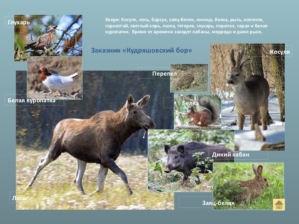 лось и барсук. лось и барсук. название животных кемеровской области. экологическая группа лесные животные. кабан барсук лось.