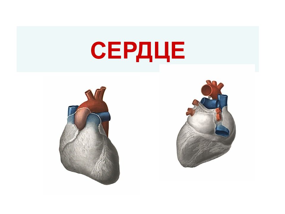 Лекция по теме сердце человека.