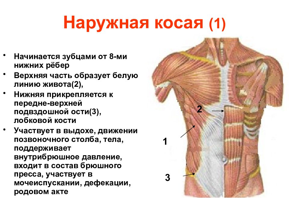 Наружные косые мышцы живота