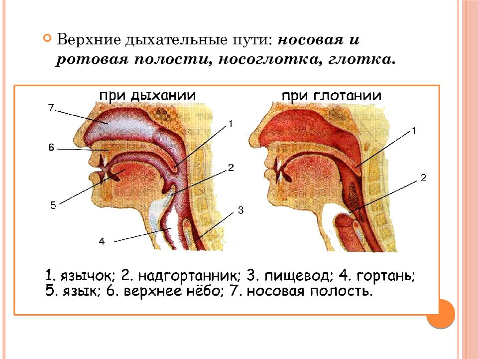 Верхние дыхательные пути. Строение верхних дыхательных путей. Строение верхних дыхательных путей человека. Строение носоглотки у детей.