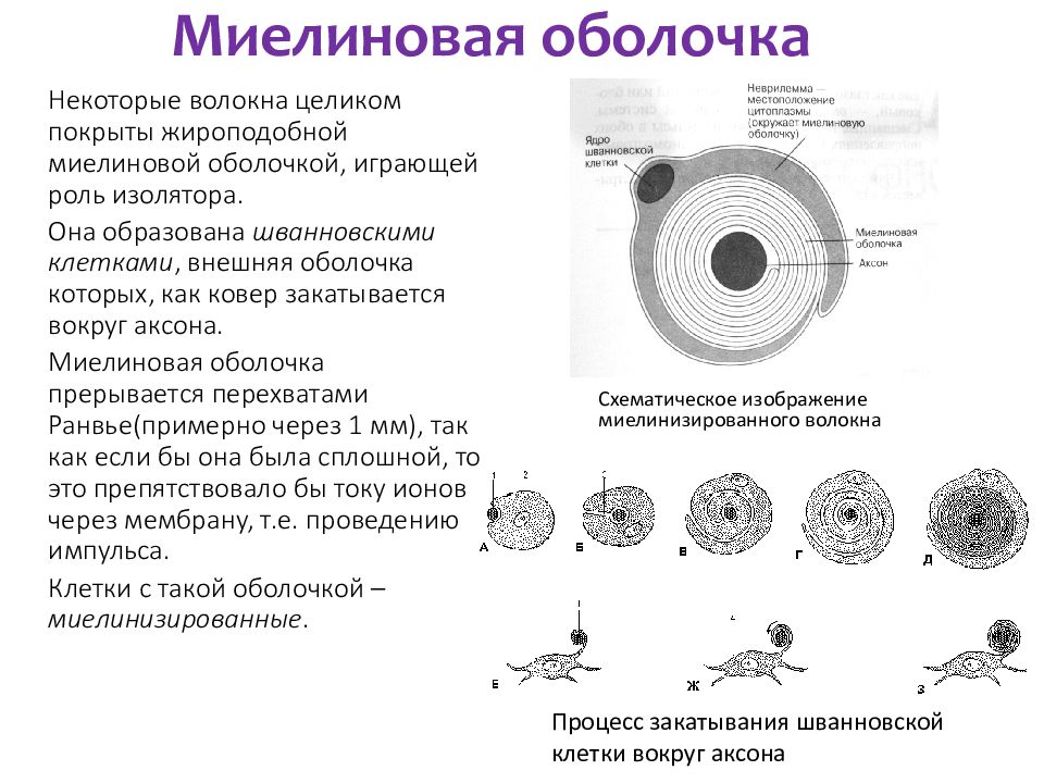 Миелиновая оболочка это