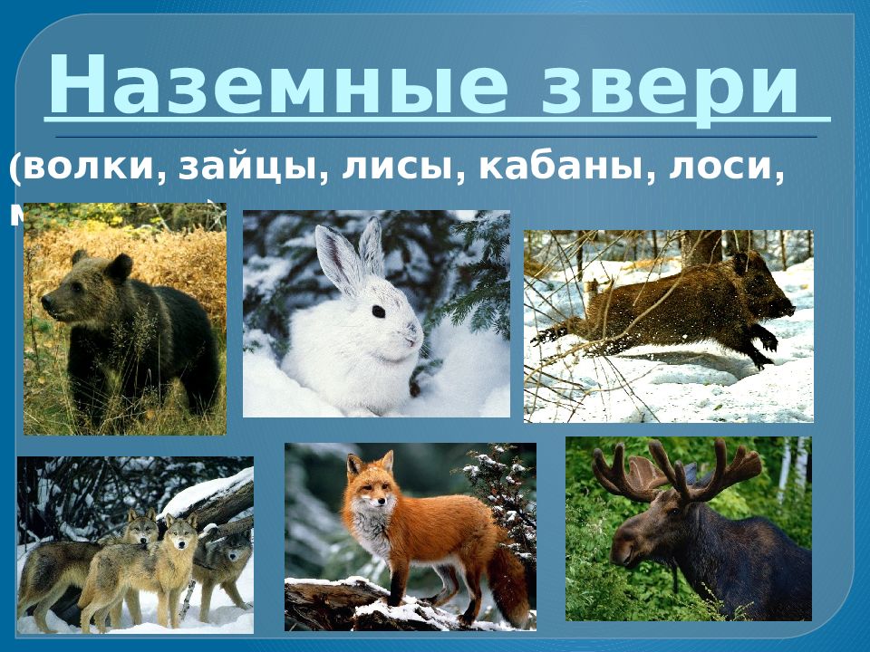 Жилища диких животных для детей. Где обитает лиса. Лиса обыкновенная среда обитания. Обыкновенная лисица. Укажи среду обитания зайца и лисы.