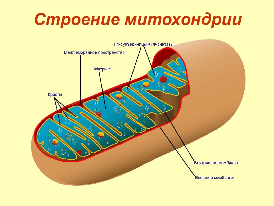 Схема строения митохондрии рисунок с подписями