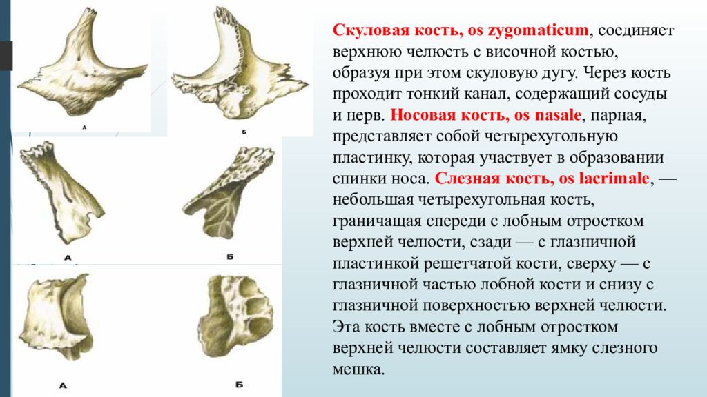 Анатомия скуловой кости. Скуловая кость (os zygomaticum). Слезная носовая скуловая кость. Скуловая кость Тип кости. Верхняя челюсть анатомия скуловая кость.