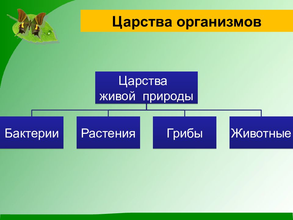 Презентации проекты биология 5 класс