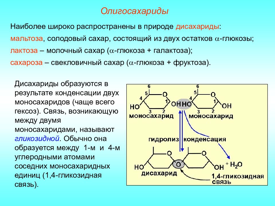 Функцией изображенного на рисунке органоида является синтез простых углеводов в этих процессах