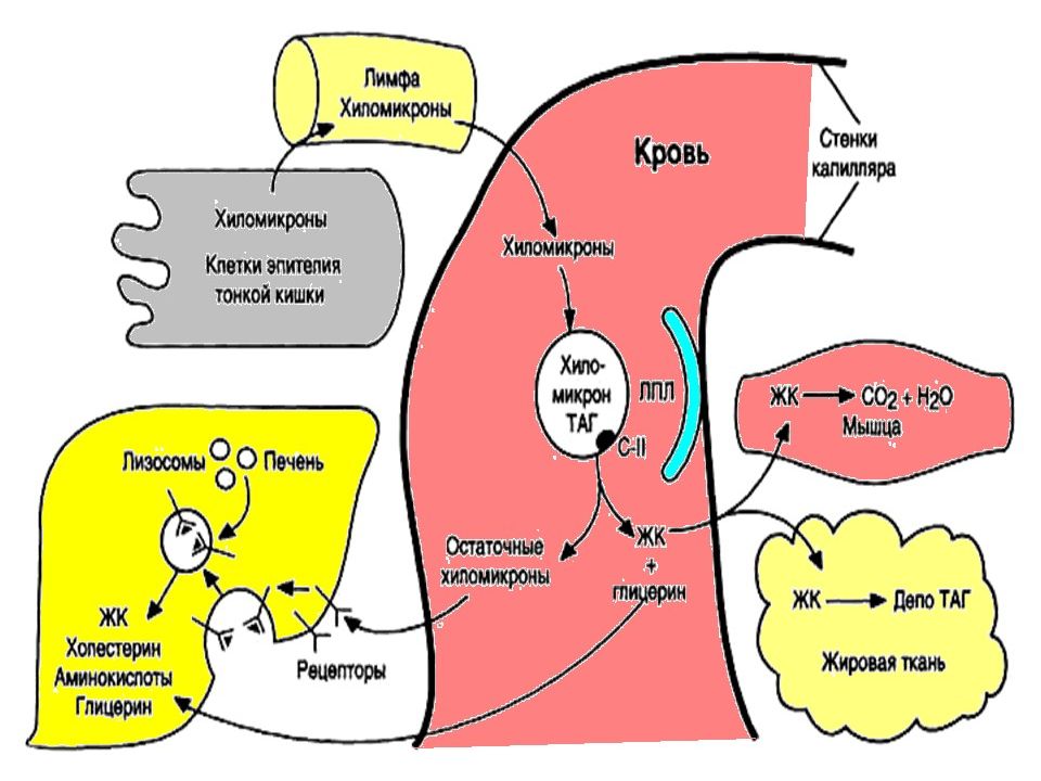 Схема строения хиломикрона