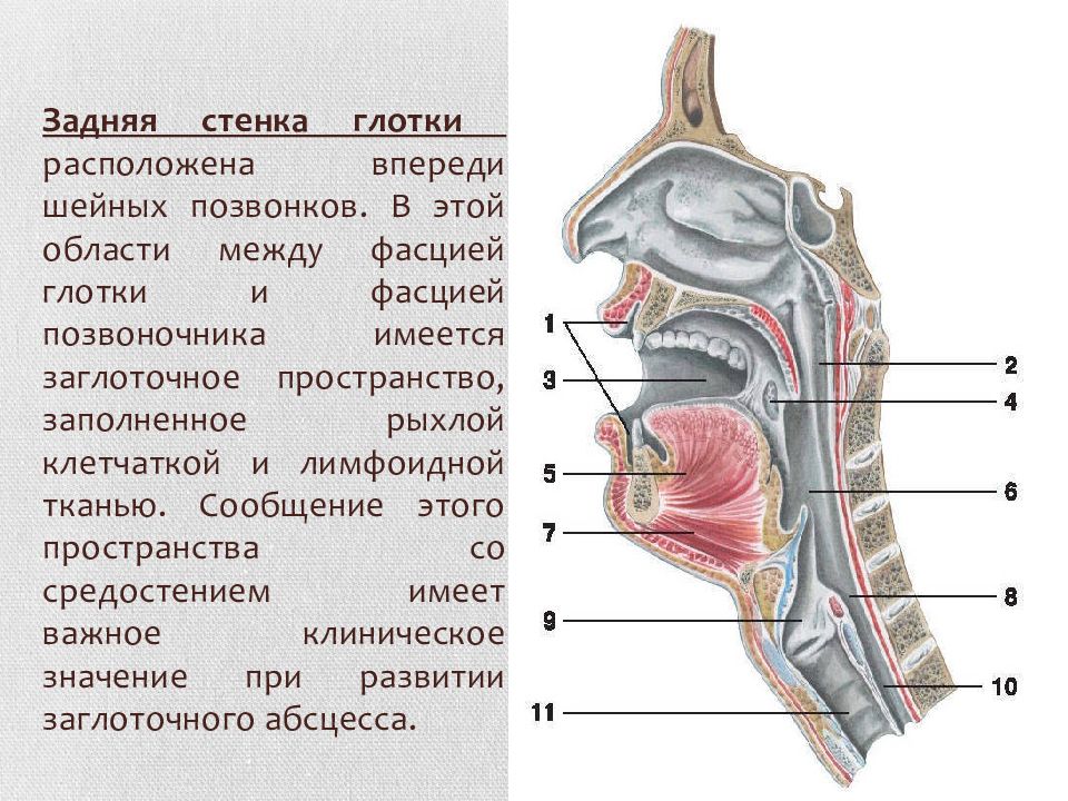 Глотка презентация лор