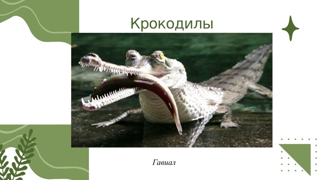 Общая характеристика пресмыкающихся