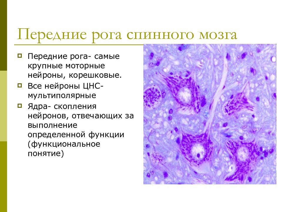 Морфофункциональная характеристика спинного мозга презентация