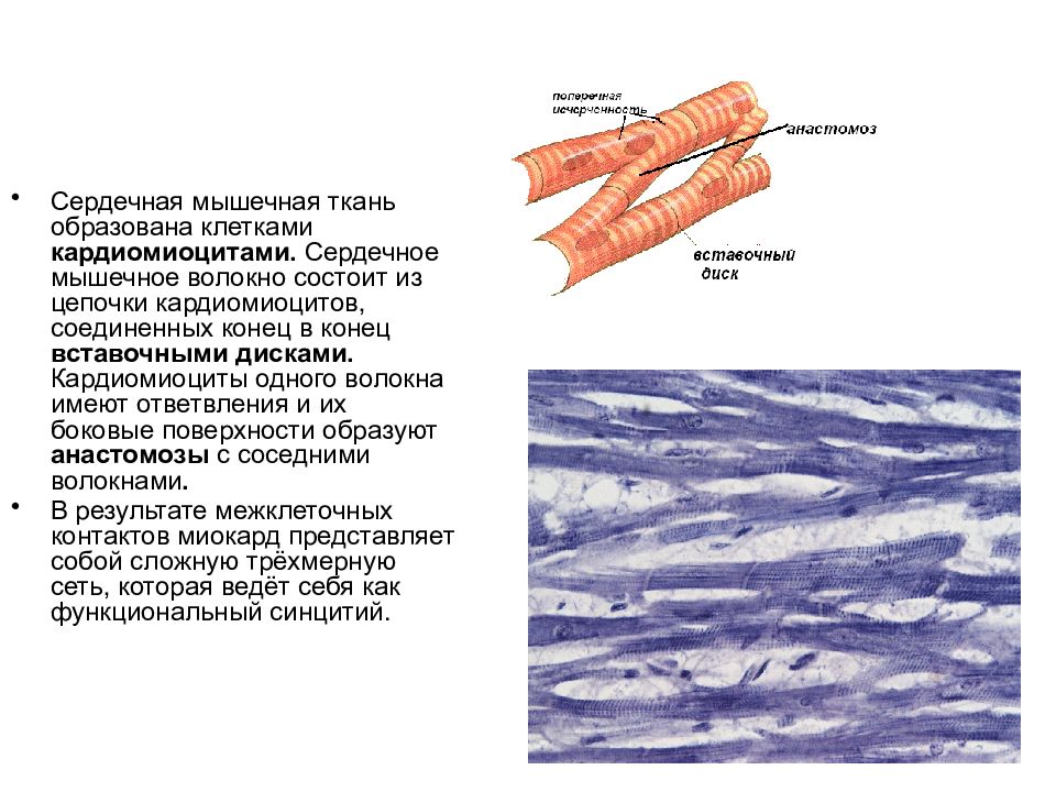 Сердечная мышечная ткань рисунок. Сердечная мышечная ткань вставочный диск. Вставочные диски в мышечной ткани. Анастомоз в мышечной ткани гистология. Сердечная мышечная ткань анастомозы.