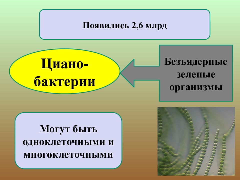 Презентация развитие растительного мира на земле 6 класс презентация