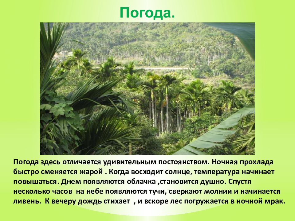 Характеристика тропического леса. Сообщение о тропиках. Климат в тропических лесах. Растения в тропическом климате. Растительность в тропическом поясе.