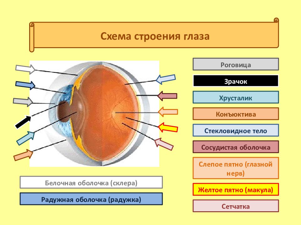 К оптической системе глаза относятся хрусталик. Строение глаза зрачок роговица хрусталик. Строение глаза сетчатка роговица хрусталик. Роговица глаза схема. Структура глаза роговица зрачок.
